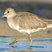 Willet